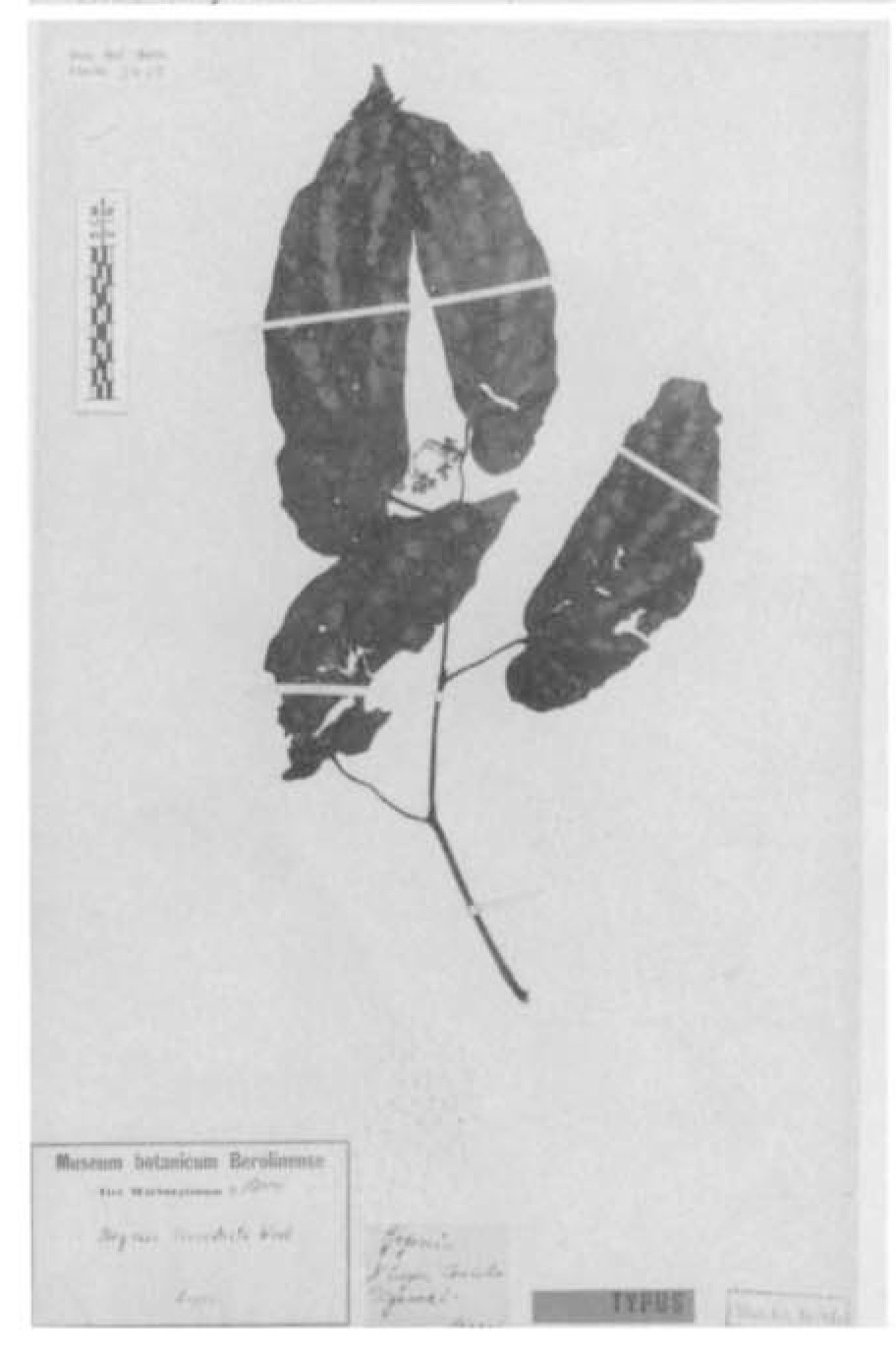 B. leucosticta